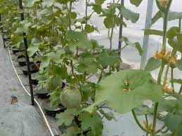 Anda beli sekarang anda dapat sekarang. Rock Melon Bistari Jaya Youtube