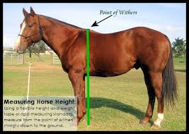 Horse Health Why Horse Height And Weight Matter Horse