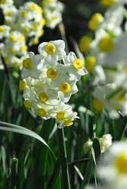 Summer Narcissi Avalanche Flower Bulbs From Bakker Spalding Garden Company