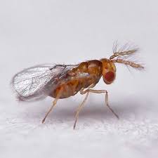 Image result for Trichomanes crispiforme