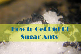 getting rid of sugar ants
