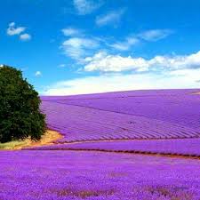 Jun 10, 2019 · located west of austin, the texas hill country is a popular road trip destination for residents of all of texas' major cities. Pin On Deep In The Heart Of Texas