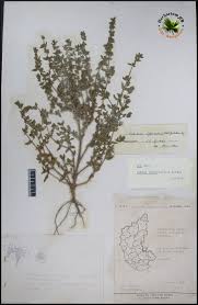 Image result for Vahlia digyna