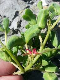 Image result for Indigofera oxalidea