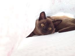Brown Burmese Kitten Our Boy Roy Burmese Kittens Burmese Cat Russian Blue