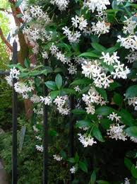 Garden Decoration With Jasmine The Most Popular Climbing Plant My Desired Home Garden Vines Climbing Plants Plants