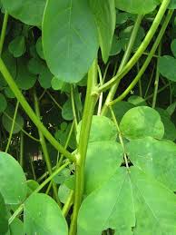 Image result for Senna obtusifolia