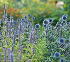 Image result for Alinula paradoxa