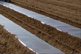 Growing potatoes in pots is easy, fun and fulfilling. Growing Potatoes Under Black Plastic Polythene Sheet