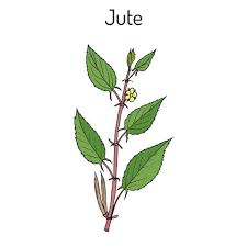 Image result for Corchorus olitorius