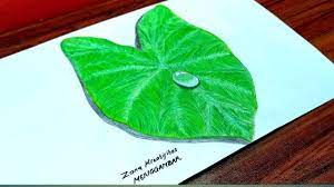 Gambar sketsa daun talas garlerisket cara menggambar sketsa talas mudah how to draw youtube Cara Memggambar Air Diatas Daun Talas Menggambar Daun Youtube