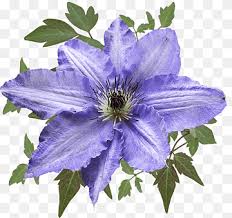 We did not find results for: Clematis Png Images Pngwing