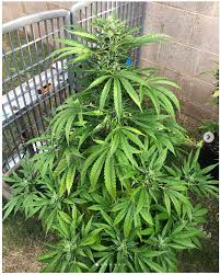 Dawn Petrol (Maui Jane Seed Co.) :: Cannabis Strain Info :: SeedFinder.eu