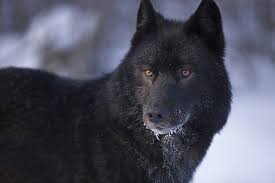 Black Tamaskan Dog Dog Breed Tamaskan Looks Exactly Like A Wolf Wolf With Blue Eyes Wolf Dog Black Wolf
