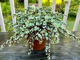 Image result for Farquharia