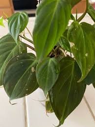 The advantage that lower powered bulbs have is that they're lighter and don't generate much heat, so no worries about leaves being too close, and no fire hazard if you're away for a long time. What S Wrong With My Micans She S Places Under Grow Lights Is It Too Much Help Philodendron