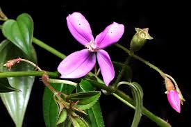 Image result for Porphyrostemma