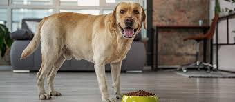 Daily feeding recommendations typical analysis. The Best High Fiber Dog Food Review In 2021 Pet Side