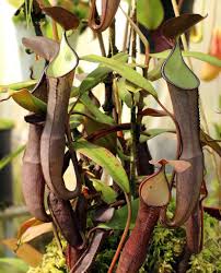 Black And White Images Of Pitcher Plant Nepenthes Ramispina Carnivorous Plant Resource Plants Carnivorous Plants Pitcher Plant