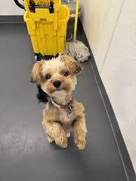 Love ❤️ Of Yorkies 🐾