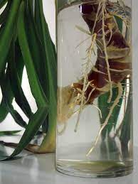 Propagating Dracaena 2 Ways To Propagate Your Dracaena Plant Houseplant Central Dracaena Plant Dracena Plant Corn Plant