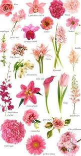 Top 20 flowers, top 10 flowers, best flower delivery service, top ten flowers, 800 flowers delivery, top flower delivery companies, top flower delivery sites, top 10 favorite flowers clickbank is trustworthy attorney, take professional car safely, regardless of raphael barristers 39 fees from clients are proposing to meet. 8 Flower Chart Ideas Flower Chart Planting Flowers Beautiful Flowers