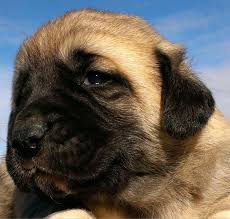 View all cattle for sale. 2019 Kangal Puppies For Sale At Von Tassen Farm Kentucky