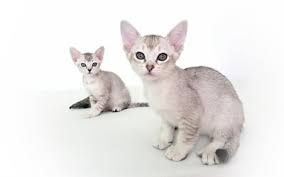 The following list of cat breeds includes only domestic cat breeds and domestic × wild hybrids. Asian Cat Also Known As Malayan At The Great Cat