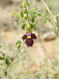 Image result for Tinnea rhodesiana