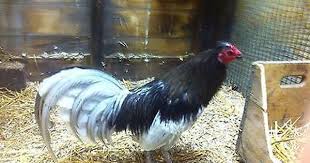 Bird Eggs For Sale 6 Battlehorse Blue Gamefowl Hatching Eggs Chicken Eggs Pre Sale Hatching Eggs Chicken Eggs Chickens Backyard
