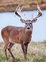 My First Deer Won T Be That Big But Maybe Close To The Color Whitetail Deer Whitetail Deer Hunting Whitetail Deer Pictures