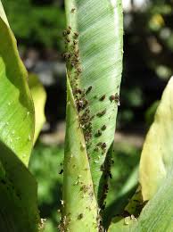 In this study, six banana aphid (pentalonia nigronervosa coquerel) strains from various geographical origins (gabon, madagascar, and burundi) were screened to determine their symbiotic content. Banana Aphids Pentalonia Nigronervosa A Photo On Flickriver
