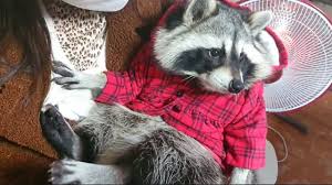 Check spelling or type a new query. Pet Raccoon Wearing A Hoodie Cuddles With His Owner Youtube