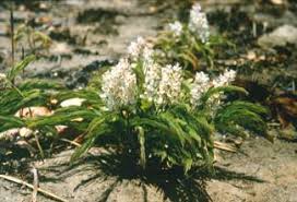 Image result for Triumfetta heliocarpa