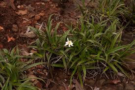 Image result for Xerophyta