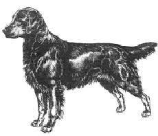 We did not find results for: Dogs New Zealand Breeds Flat Coated Retriever