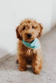 Mini Goldendoodle Puppy Goldendoodle Puppy Mini Goldendoodle Puppies Cute Animals