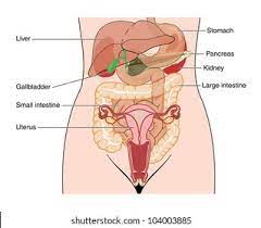 Abdominal anatomy  gall bladder abdominal cavity ▪ detoxifies many substances  boundaries ▪ stores. Lower Abdominal Diagram Automotive Diagrams Design Component Total Component Total Radioe It