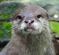 Once common even around tokyo, japanese otters were fond of eating shrimp, crabs and fish. Asian Small Clawed Otter Wikipedia