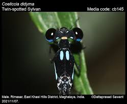 Image result for Seidelia