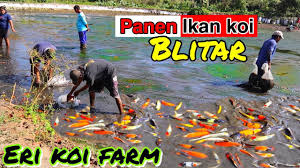 Usaha budidaya ikan koi berkembang baik di daerah blitar, jawa timur. Panen Ratusan Ikan Koi Dari Kolam Lumpur Berkunjung Ketempat Budidaya Koi Blitar Youtube