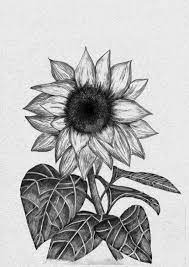 Gambar bunga 2 dimensi hitam putih. 39 Gambar Sketsa Bunga Indah Sakura Mawar Melati Matahari Anggrek Teratai