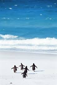 piccsy the dance of penguins 美しい動物 美しい海の生き物 動物