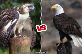 Compare Philippine Eagle Vs Bald Eagle