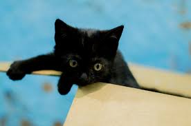 Find free kittens in cats & kittens for rehoming | find cats and kittens locally for sale or adoption in ontario : Seattle Animal Shelter Offers Free Black Cat Adoption This Black Friday Bored Panda