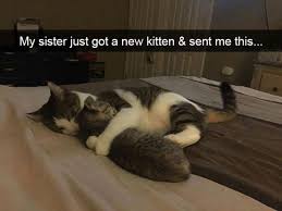 Big Brother With His New Little Sister Cute Funny Animals Cute Animals Cute Baby Animals