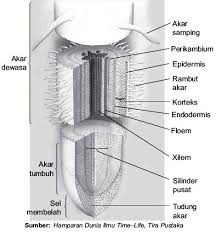 Makhluk hidup dalam hidupnya bukan hanya bertumbuh, melindungi diri dari musuh dan bertahan hidup tetapi juga berkembang biak agar dapat melestarikan jenisnya. Struktur Dan Fungsi Organ Pada Tumbuhan