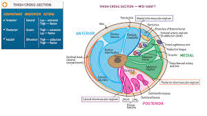 The four muscles all extend the lower leg. Cross Section Of The Thigh Draw It To Know It