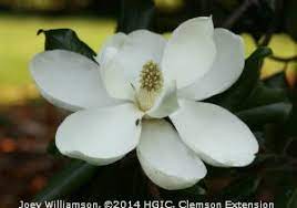 Hgic 1015 Magnolia Extension Clemson University South Carolina Parts Of A Flower Magnolia Flower Southern Magnolia Tree