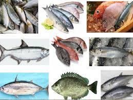 We did not find results for: Nama Nama Ikan Maritim Dangkal Dan Dalam Dapat Dikonsumsi Cara Ternak Ikan